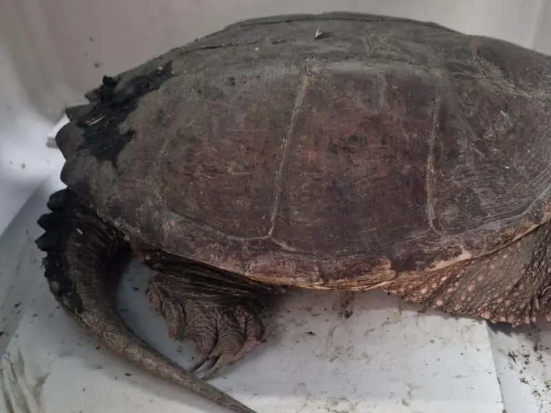 Alerta por la invasión de tortugas mordedoras en humedal cerca de Roma