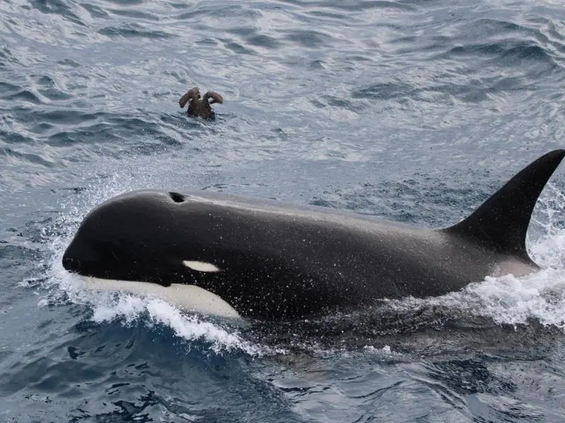 Descubren comportamientos únicos en la orca tipo D tras analizar 28.000 fotografías
