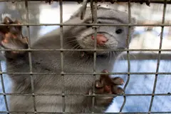 Granja de visones en A Coruña denunciada por maltrato y condiciones inhumanas