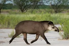 Día Mundial del Tapir 2026: alerta sobre su extinción y funciones ecológicas