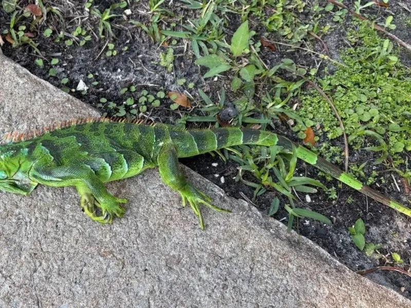 Ola de frío en Florida provoca caída de iguanas verdes: un fenómeno inusual