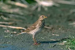 El cambio climático impacta la fauna de los Pirineos según el proyecto InBioPir