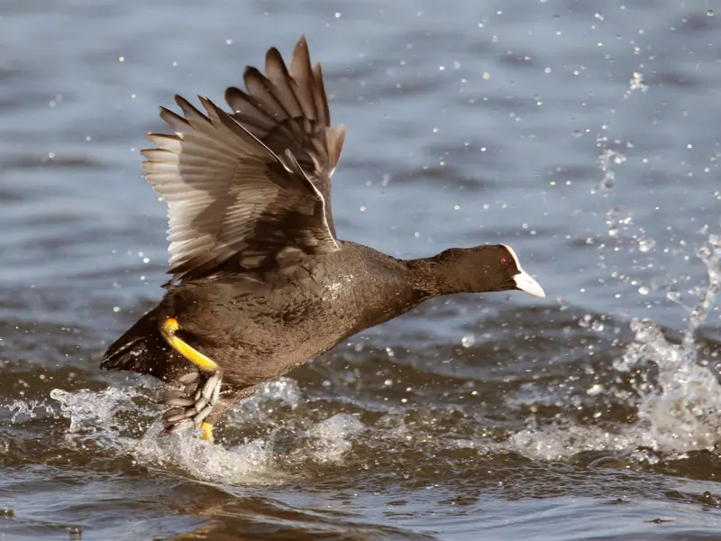 SEO/BirdLife denuncia el declive de aves acuáticas invernantes en Extremadura