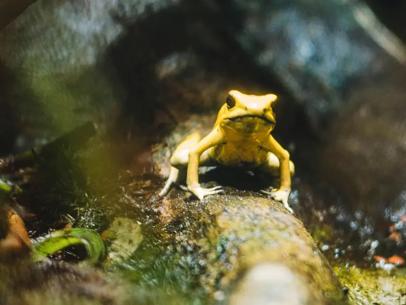 Un cuarto de los anfibios en España enfrenta amenazas por enfermedades y sequías