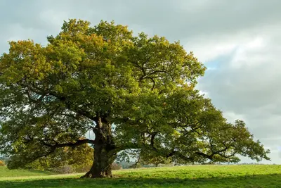 Los robles: clave para evitar el colapso de la biodiversidad en los ecosistemas