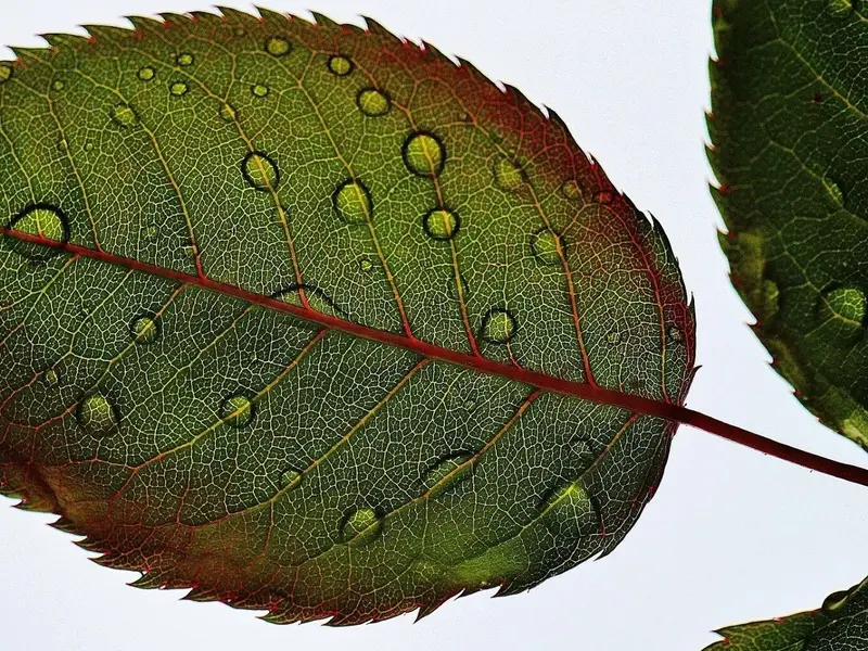 Investigan un mecanismo en plantas que mejora su resistencia a la sequía