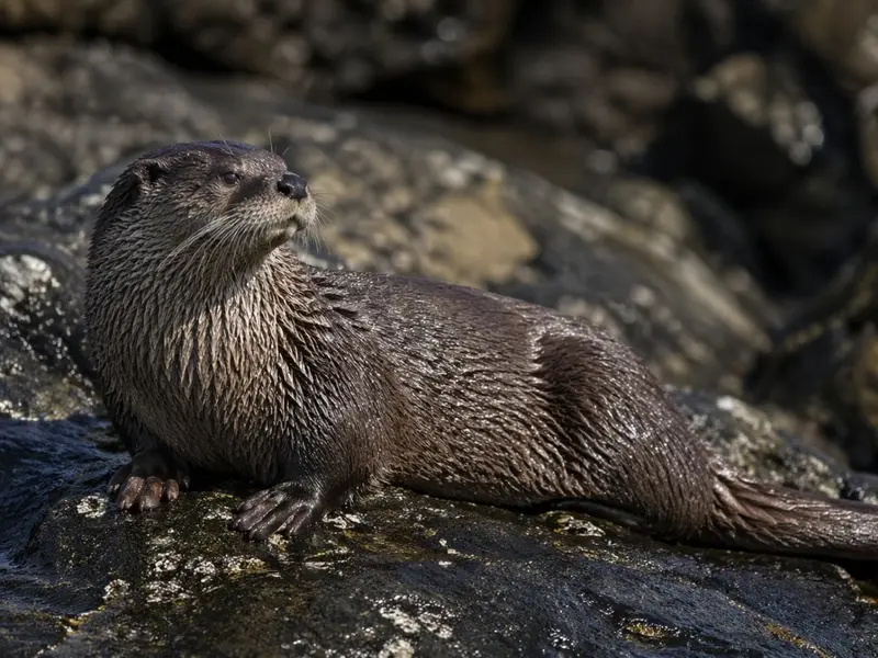 Reaparición de Changuita: esperanza para la especie en las costas de América del Sur