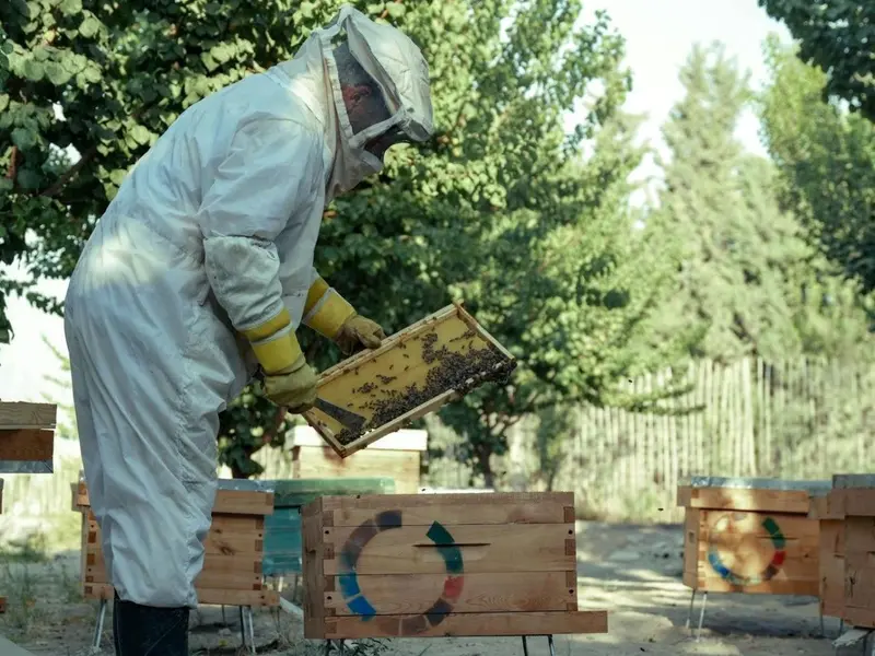 Murcia incrementa en un 30% las ayudas a la apicultura para proteger abejas y biodiversidad