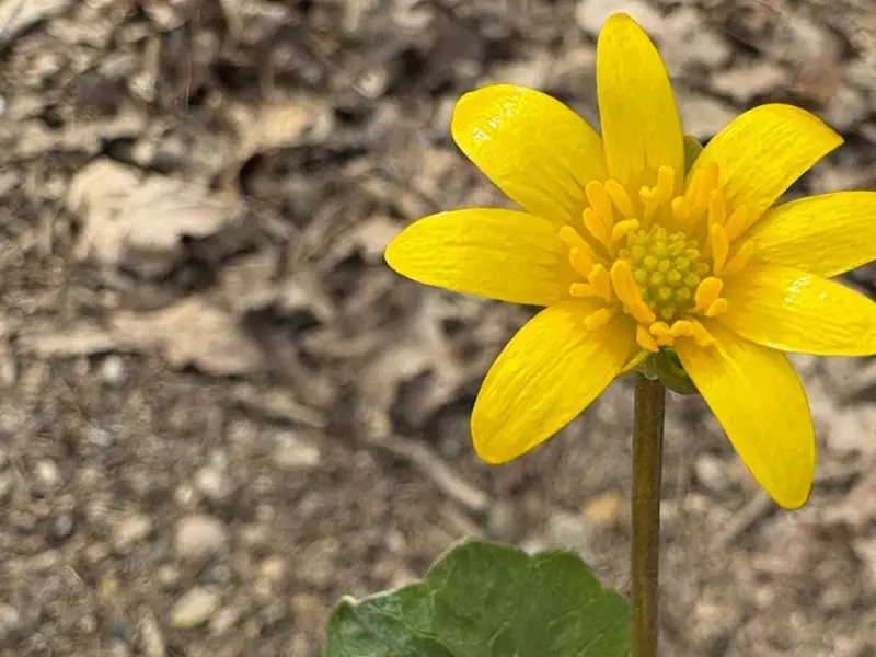 Identifican la celidonia menor como especie invasora en Estados Unidos
