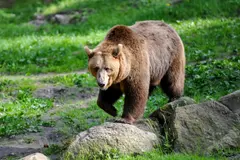 Los osos pardos exploran por curiosidad: la necesidad de gestionar residuos correctamente