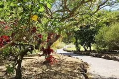 El Jardín Botánico Canario impulsa la recuperación de plantas en peligro de extinción