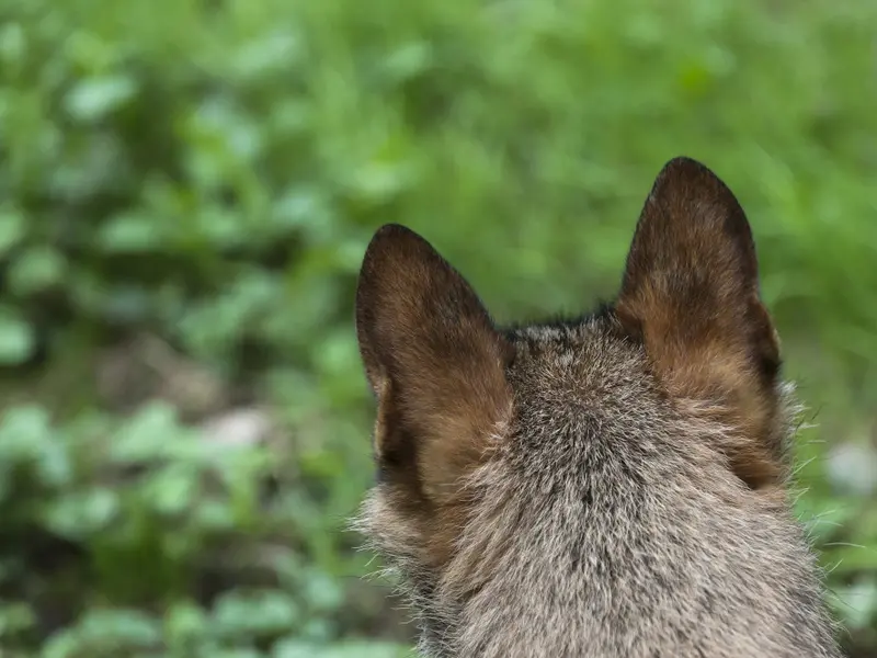Catorce comunidades autónomas emprenden acciones legales por la protección del lobo