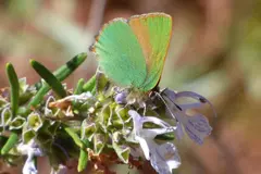 Descubren la mariposa cejialba en Barcelona: 52 especies de mariposas urbanas