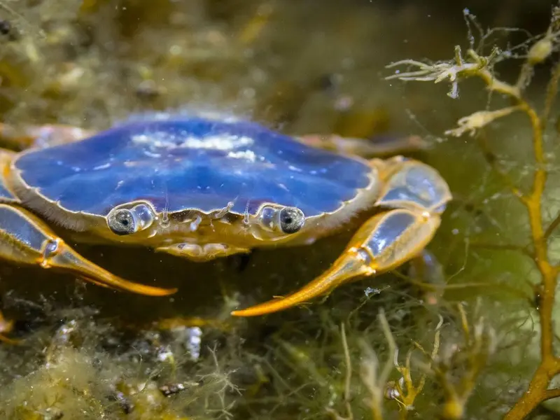 Episodio inusual: cangrejos patudos invaden playas de las islas Cíes y otras islas del Parque Nacional
