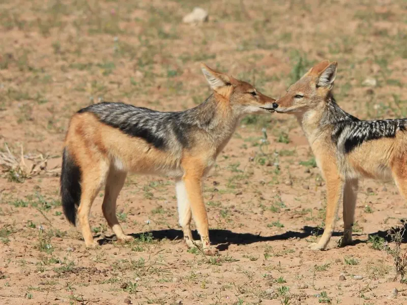 El chacal común podría ocupar el 75% de Europa ante el declive del lobo
