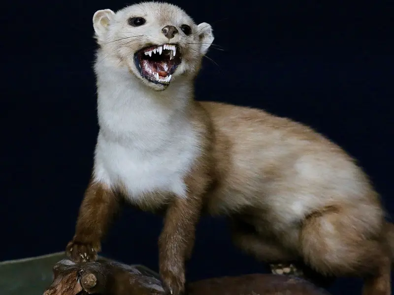 Descubren fósil en España que redefine la evolución de las comadrejas