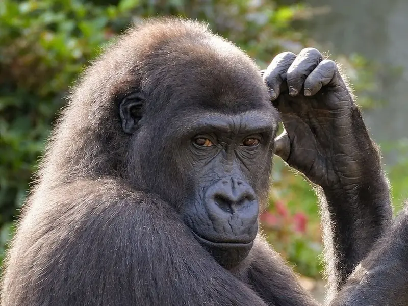 Hallazgo de Masripithecus moghraensis reescribe la historia de los simios humanos