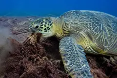 Tortugas marinas en Hawái podrían ayudar a controlar alga invasora en arrecifes