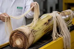 Brasil convierte 220 toneladas de residuos de plátano en ropa y papel en un innovador proyecto