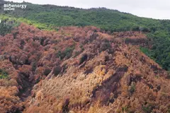 La bioenergía, clave en la prevención de incendios forestales en Europa