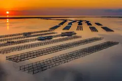 Cataluña lanza un plan millonario para descarbonizar la acuicultura del delta del Ebro