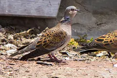 Murcia levanta la moratoria de caza de la tórtola europea con enfoque sostenible