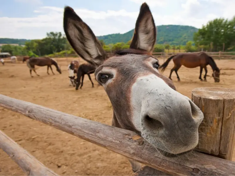 Crisis del burro: explotación y abandono en el Día Mundial del Burro 2026
