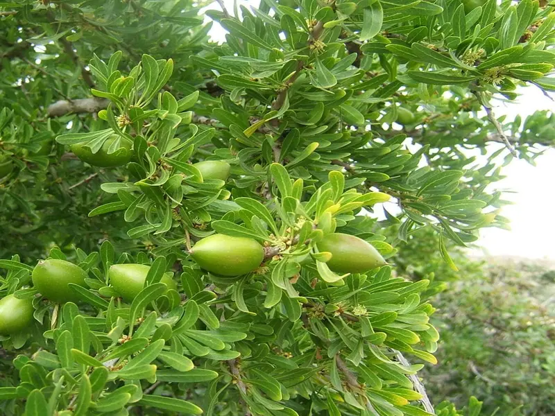 Día Internacional del Argán 2026: un árbol esencial contra la desertificación