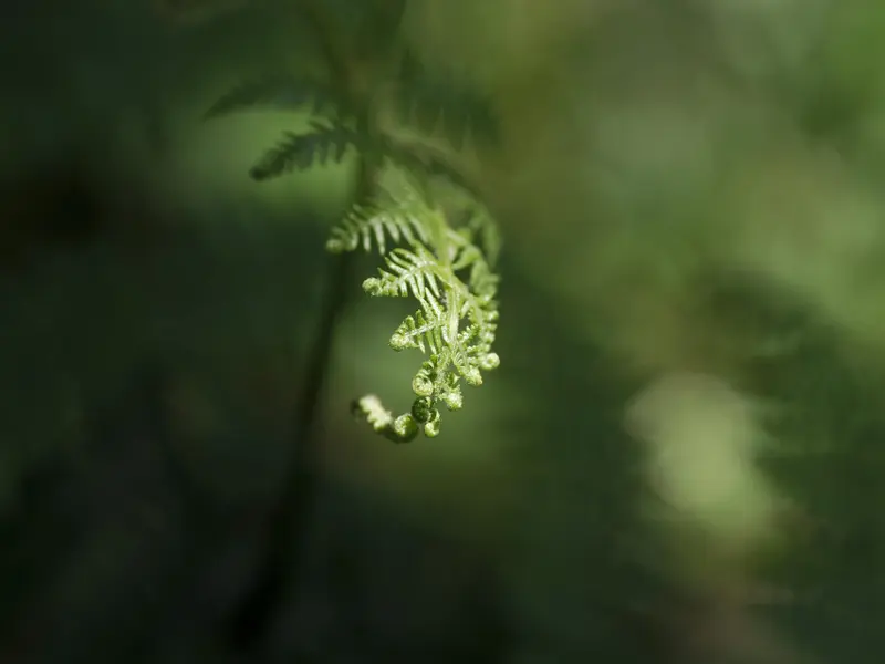 Los bosques en España consumen un 20 % más de agua que hace 30 años