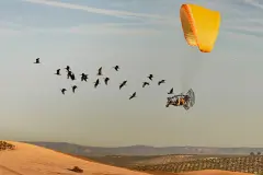 Premio de Nature a imagen de científicos siguiendo ibis eremita en Jaén