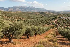 El 'aceite fantasma': un problema crítico para los olivos españoles