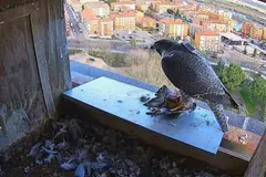 Halcón peregrino en Zamora: crías marcadas con GPS para su seguimiento