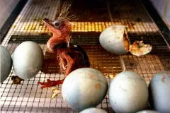 Estudio muestra que huevos de aves silvestres reflejan contaminantes en el medio ambiente