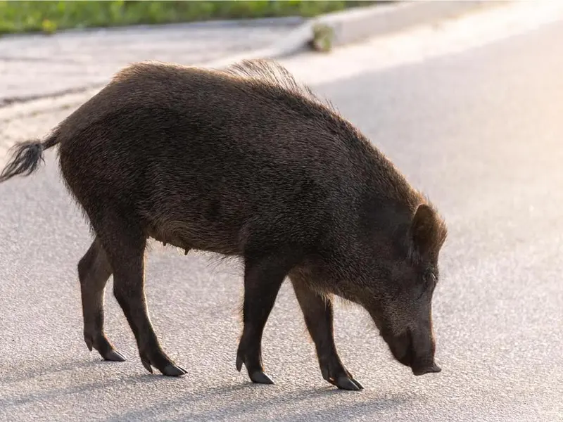 Accidentes de tráfico por jabalíes en Sada y Oleiros generan preocupación