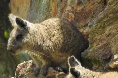Loma Delgada: Refugio crítico para la vizcacha ecuatoriana en peligro de extinción
