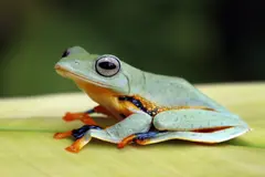 Desaparición de anfibios en bosques protegidos: amenazas emergentes