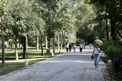 Sevilla y otras ciudades andaluzas reciben reconocimiento por gestión sostenible del arbolado