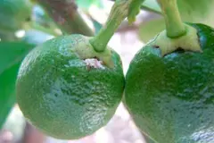 Nuevo avance biotecnológico para combatir el cotonet de Sudáfrica en cítricos