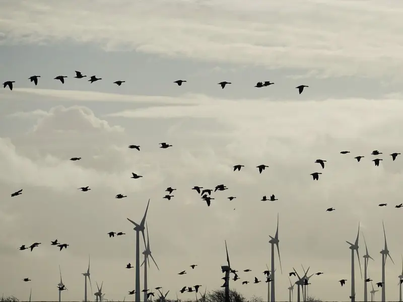 La energía eólica favorece la protección de aves y ecosistemas en España