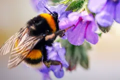 Amenazas para las abejas: cambio climático, plagas y pesticidas en aumento