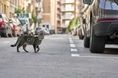 Veterinarios advierten sobre los peligros de dejar salir a los gatos al exterior
