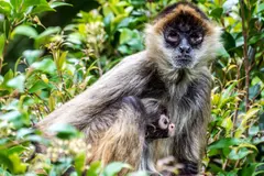 Nace cría de mono araña en el Parque Nacional Cañón del Sumidero tras 30 años de extinción local