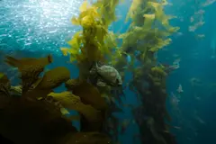 Cataluña lanza un ambicioso proyecto para restaurar ecosistemas marinos en el Mediterráneo
