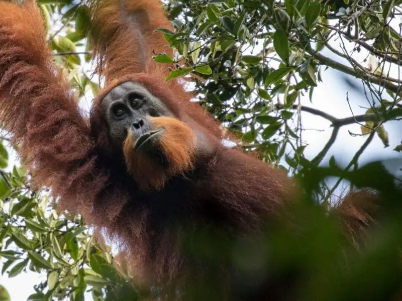 Amenazas a orangután de Tapanuli en su hábitat de Sumatra por agricultura y tala