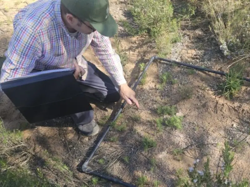 Descubrimiento de Ammochloa palaestina en Murcia realza la biodiversidad del Altiplano