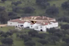 Las áreas protegidas por la UNESCO, clave para la biodiversidad, enfrentan graves riesgos