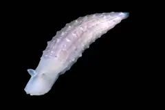 Japón descubre formas de vida inéditas en el océano profundo en una nueva expedición