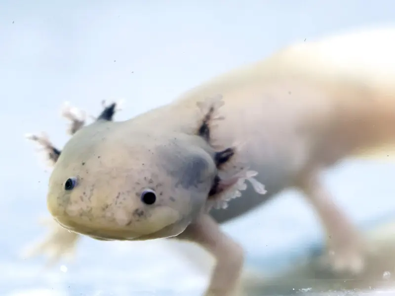 Filtros de cabello humano buscan restaurar hábitat del ajolote en Ciudad de México