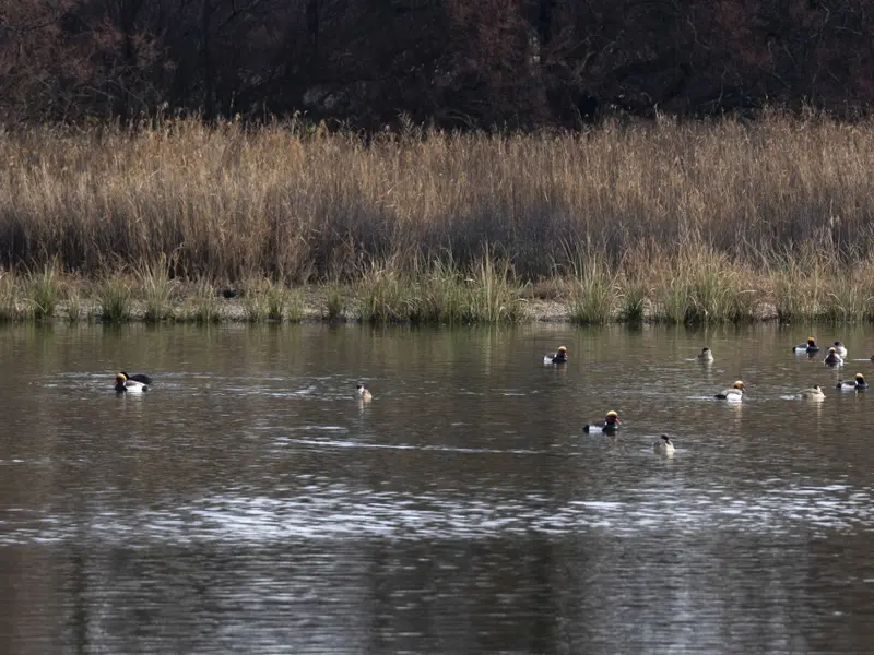 El río Gigüela inunda Las Tablas de Daimiel con casi 13 hectómetros cúbicos de agua
