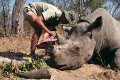 Mueren cinco cazadores furtivos de rinocerontes en enfrentamiento con la Policía en Sudáfrica